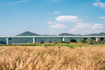 Sticker - Mir island autumn reed field in Gongju, Korea