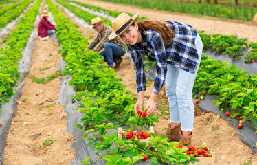 Wall Mural - Cheerful young female farmer with team of workers gathering crop of ripe strawberries on farm field in summer. Harvest time