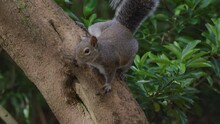 Hungry Cute Squirrel See Spots Food Nut Peanuts Far Away From Small Tree Jumps Down Ground Bark Hunting Hunter Grey Wild Squirrels Fluffy Tail Mouse Mother Rodents Flying Chipmunk American California