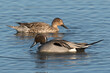 Northern Pintail Duck Drake and hen pair dabbling on the waters surface.