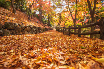 京都　 北野天満宮の紅葉