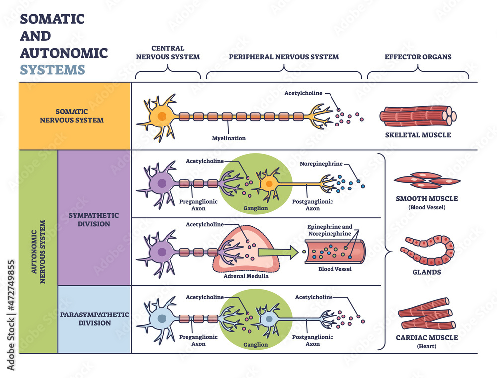 Somatic vs autonomic nervous system in detailed division outline ...