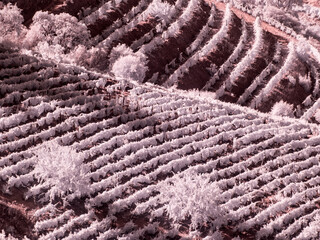 Canvas Print - Portugal, Douro Valley. Vineyards draping hillside