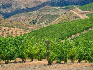 Wall Mural - Portugal, Douro Valley. Terraced vineyards lining the hills