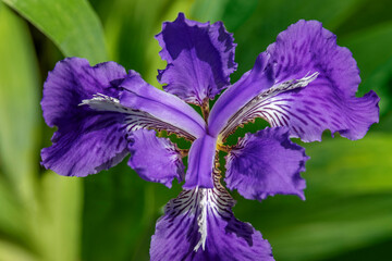 Wall Mural - Wall iris