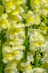 Wall Mural - Yellow Snapdragon