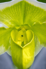 Canvas Print - Tropical Slipper Orchid