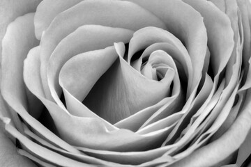 Canvas Print - Rose