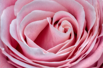 Wall Mural - Pink Rose