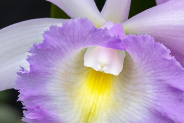 Canvas Print - Cattleya orchid