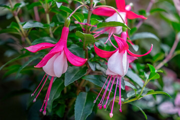 Canvas Print - Fuchsia plant