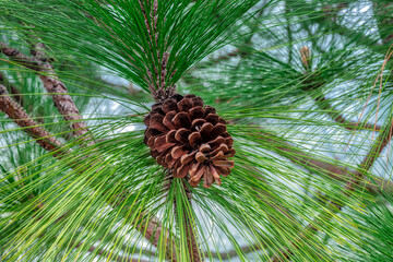 Wall Mural - Longleaf Pine