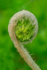 Wall Mural - Cinnamon fern fiddlehead