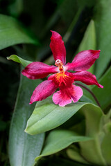 Poster - Crimson Cattleya