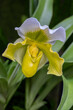 Paphiopedilum orchid, Lady Slipper