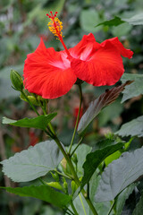 Poster - Chinese Hibiscus