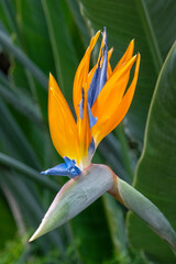 Poster - Bird of Paradise