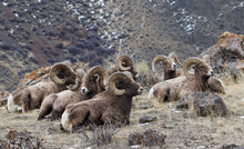 Rocky Mountain Bighorn Sheep, Resting Rams