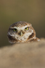 Burrowing Owl, Peeking From Burrow