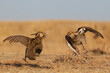 Greater prairie chickens, territorial battle