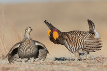 Greater Prairie Chickens, Courtship On The Lek