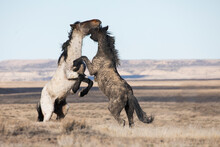 Wild Horses, Stallions Battling