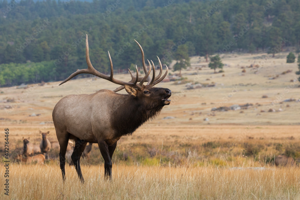 Rocky Mountain Bull Elk Bugling Stock Photo Adobe Stock rocky-mountain-bull-elk-bugling-stock-photo-adobe-stock