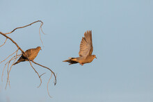 Mourning Dove Pair