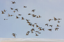 Flock Of Ducks Taking Flight