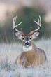 White-tail deer buck portrait