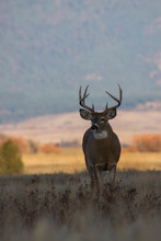 White-tail Deer Buck Silhouette