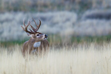 White-tail Deer Buck, Flehmen