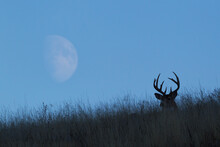 White-tailed Deer Buck, Rising Moon