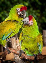 Two Military Macaws Exchange Phone Numbers For A Later Rendezvous.