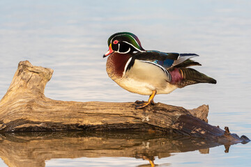 Canvas Print - Wood duck male on log in wetland Marion County, Illinois