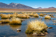 Chile, Atacama Desert, Machuca. A Local Wetland Is Found Near The Town Of Machuca Which Is Home To Much Wildfowl.