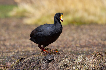 Wall Mural - Chile, Machuca, giant coot, Fulica gigantea. A giant coot stands on its nesting site that rises above the wetland.