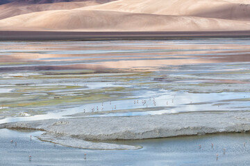 Wall Mural - Chile, Atacama Desert, Los Flamencos National Reserve. A view of the region dotted by rivers, salt lakes, and broad plains bathed in pastel light and feeding flamingos.