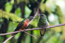 Ecuador. The Conversation, Pair Of Fawn-breasted Brilliant Hummingbird In Cloud Forest. Guango Lodge