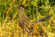 Colorful Greater Roadrunner, Sonoran Desert Shrubland In Cabo San Lucas, Mexico. Member Of Cuckoo Family And Can Reach Speeds Of 20 MPH.