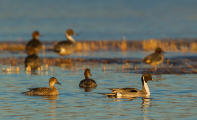 Canvas Print - Northern pintail ducks