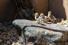 USA, Arizona, Buckeye. Three Newly Hatched Gambel's Quail Chicks On Rock.