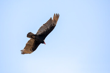 Poster - USA, Arizona, Buckeye. Turkey vulture in flight against blue sky.