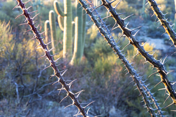 Poster - usa, arizona, catalina state park, saguaro cactus, carnegiea gigantea, cane cholla, cylindropuntia s