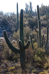 Sticker - USA, Arizona, Catalina State Park, saguaro cactus, Carnegiea gigantea. Giant saguaro cacti punctuate the desert landscape.