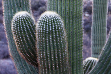 Sticker - USA, Arizona, Catalina State Park, saguaro cactus, Carnegiea gigantea. A close up of the arms of the saguaro cactus.