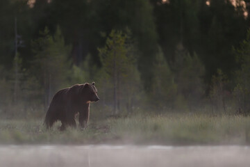 Wall Mural - Brown bear at sunset in the misty landscape forest background