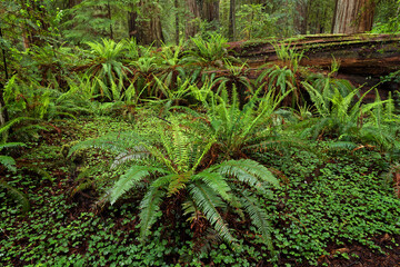 Wall Mural - Ferns beneath giant redwood trees, Stout Memorial Grove, Jedediah Smith Redwoods National and State Park, California