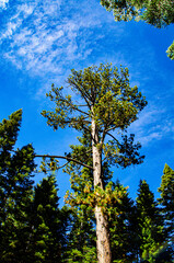 Sticker - USA, California. Lassen Volcanic National Park, Giant Western Red Cedar