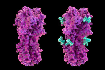 Wall Mural - Molecular model of influenza virus hemagglutinin